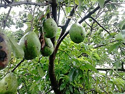 Avokado, P. americana