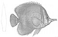 Chelmon marginalis