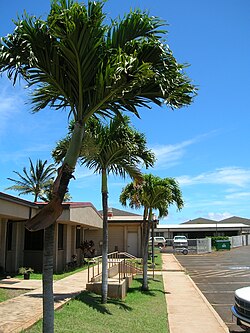 Adonidia merrillii (sin. Veitchia merrillii), otok Maui.
