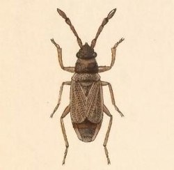 Sisamnes contractus