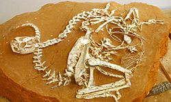 Skelet vrste Khaan mckennai