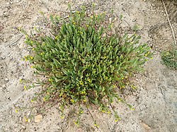 Ornithopus compressus