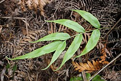 Parablechnum gregsonii (sin. Blechnum gregsonii)