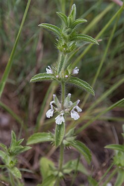 Rimski ili sredozemni očist