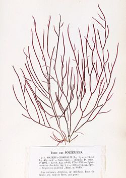 Solieria chordalis