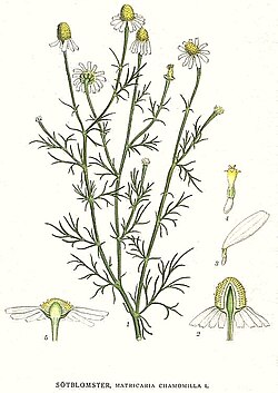 Matricaria chamomilla