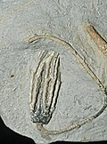 Abrotocrinus unicus