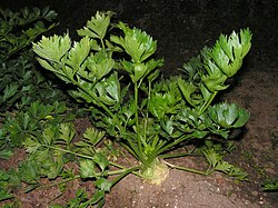 Apium graveolens