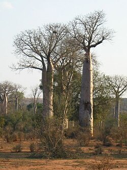 Adansonia za