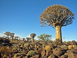 Aloe dichotoma u Namibiji.