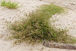 Dactyloctenium aegyptium