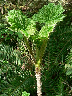 Oplopanax horridus