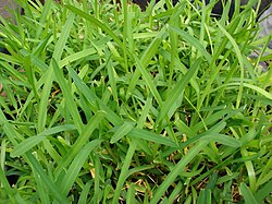 Sv. Augustina trava ili portugalska trava