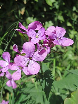 Srebrrenka, L. rediviva