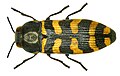 Acmaeodera bodoani