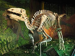 Kostur Gongpoquansaura, otkriven 1992. god.