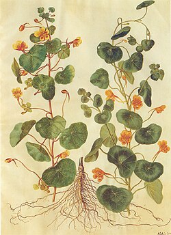 tropaeolum majus