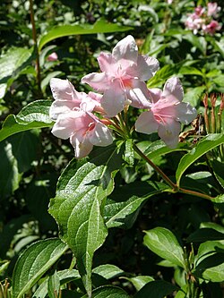 Weigela florida