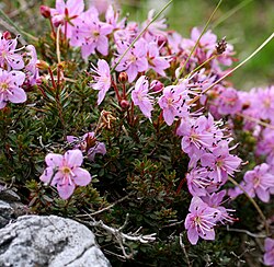 Rhodothamnus chamaecistus
