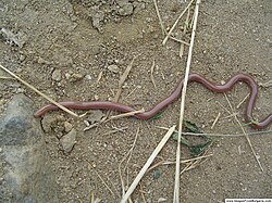 Typhlops vermicularis