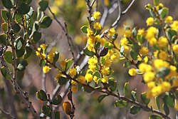 Acacia acoma
