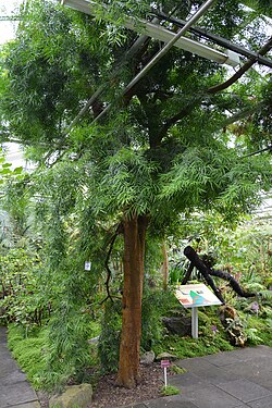 Afrocarpus falcatus (sin. Podocarpus gaussenii)