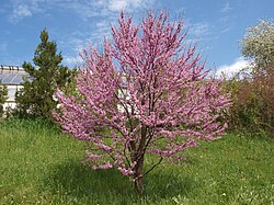 Cercis siliquastrum u cvatu