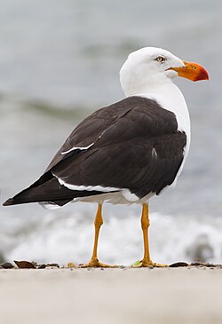 Larus pacificus pacificus Adventure Bay, Tasmania, Australia