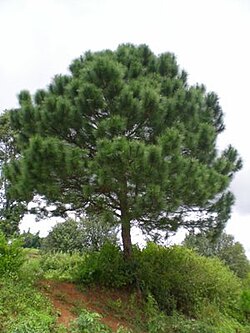 Pinus latteri, Aungban, država Shan, istočni Mjanmar, 20°39'40"N 96°35'16"E, 1400 m