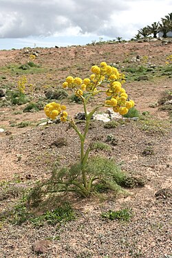 Ferula lancerottensis