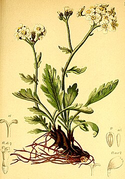 A. clavennae