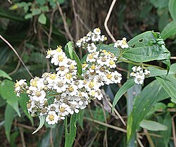 Alloispermum integrifolium
