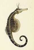 Hippocampus abdominalis