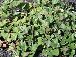 Slatki krumpir, I. batatas