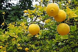 Japanska gorka naranča