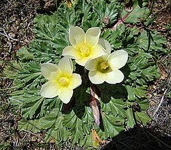 A. sulphurea