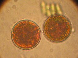 Haematococcus sp.