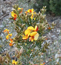 Mirbelia oxylobioides