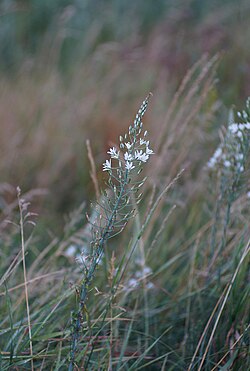 Ornithogalum sphaerocarpum