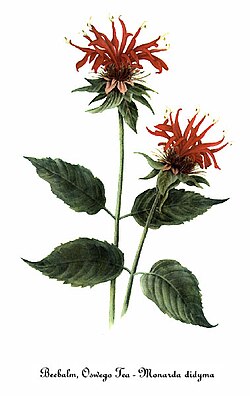 Monarda
