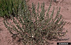 Scutellaria multiglandulosa