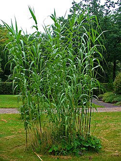 Arundo donax