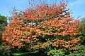 Acer cissifolium