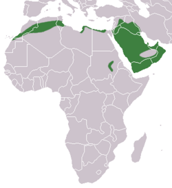 Rasprostranjenost pustinjskoga ježa
