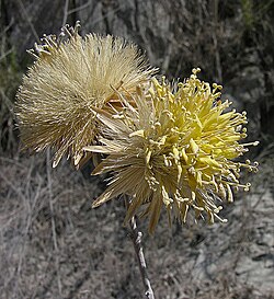 Dinoseris salicifolia