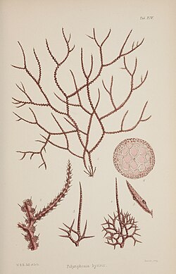 Echinothamnion hystrix
