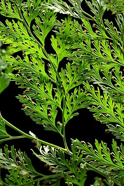 Davallia canariensis