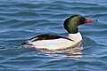 slika 3. Mergus merganser (mužjak)