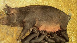 Crna slavonska svinja s praščićima