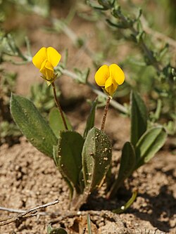 Vlasnatodlakavi crveni mač, S. muricatus